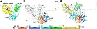 Redox Potentials of Disulfide Bonds in LOXL2 Studied by Nonequilibrium Alchemical Simulation